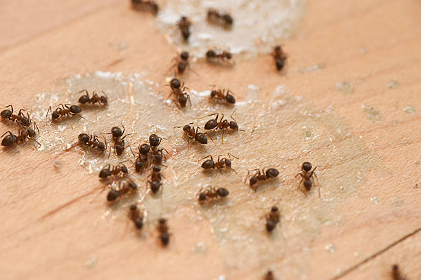 Best Termite Control Services  in Gloster, MS